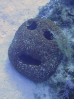 007 Humorous Sponge IMG 5735